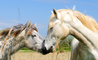 Special horse breed with white mane. Camargue. France. 