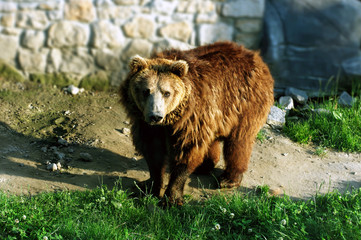 Obraz na płótnie Canvas Spokojny przyglądający się niedźwiedź brunatny