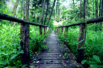 Fototapeta Drewniany most w środku lasu, Susiec, Polska obraz