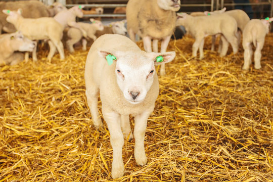 Curious lamb in a farmhouse