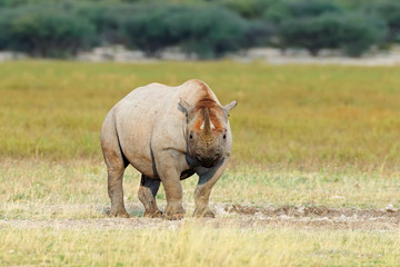 Fototapeta premium Black rhinoceros in natural habitat