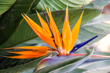 Fototapeta na wymiar Tropical flower strelitzia, bird of paradise, Madeira island