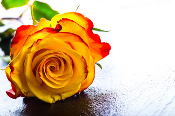 Roses Orange rose. Yellow rose. Several orange roses 