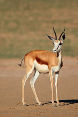 Naklejka na ściany i meble A female springbok antelope, Kalahari desert