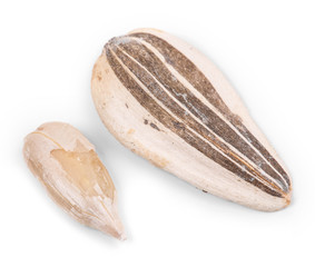 Close up of unflower seeds.