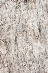 Tree bark texture