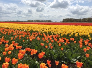 Holland Tulip Colture