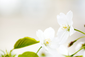 オオシマザクラの花のアップ