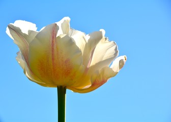 Grußkarte - Tulpe und blauer Himmel 