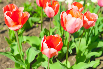 Tulips in full bloom in the garden