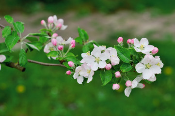 beautiful blooming apple tree branch in spring time