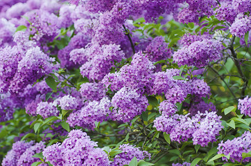 Branch of lilac flowers