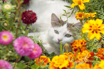 White Cat Sitting in Flowers