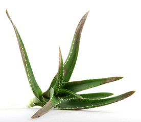 Fototapeta premium Aloe vera