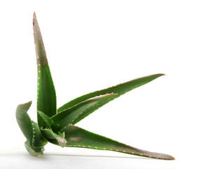 Aloe vera