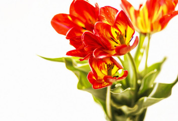 Bouquet of tulips on the white background