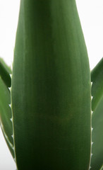 Obraz premium Aloe vera