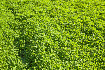 Green grass growing from a spring lawn.