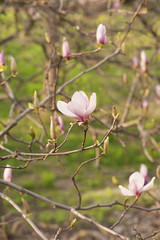 Magnolia flowers