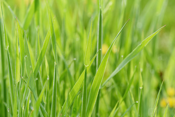 Leaf of grass background 