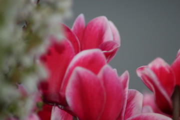 Alpenveilchen auf Balkon