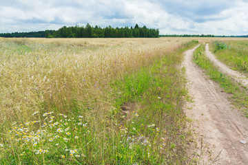 Dirt road in rye field with cornflowers and chamomiles