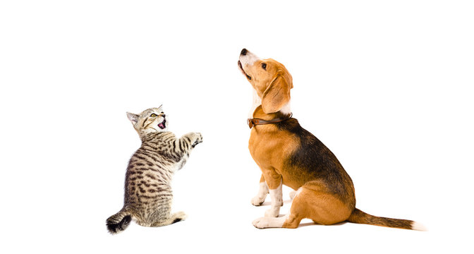 Curious Beagle dog and playful kitten Scottish Straight together