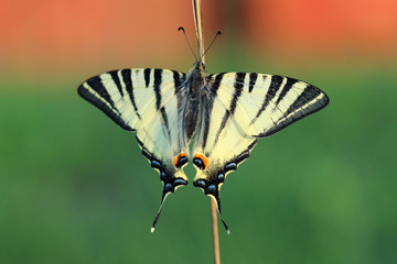 Butterfly - Scarse swallowtail ( Iphiclides podalirius)