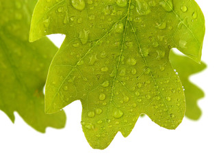 Oak leaves covered water drops isolated on white