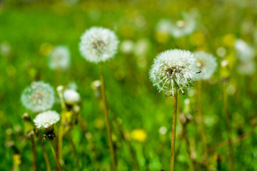 Dandelions