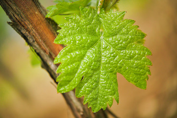 Vine Leaf in spring-Vineyard south west of France, Bordeaux Vine