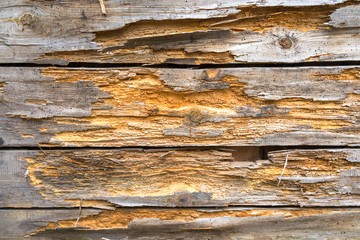 Wooden background. Brown grunge texture of wood board