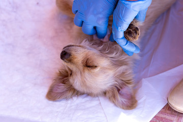 young dog with ticks