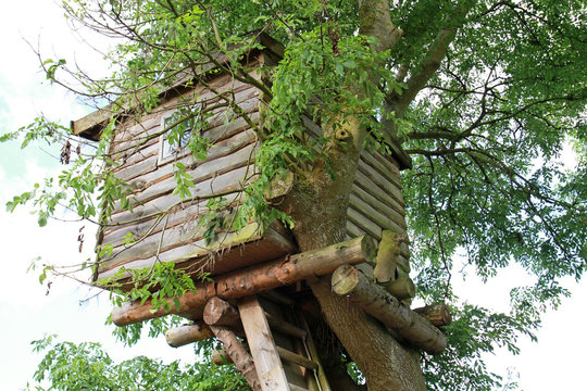 Baumhaus auf Laubbaum