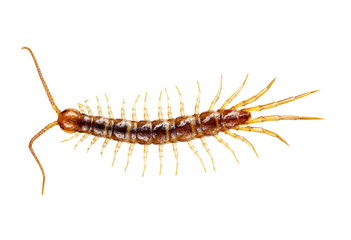 centipede