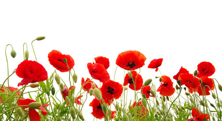 Fototapeta premium Czerwony mak
