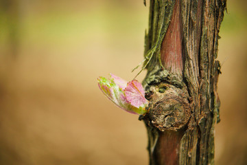 Vine shoots in spring, Bud -Vineyard south west of France, Borde