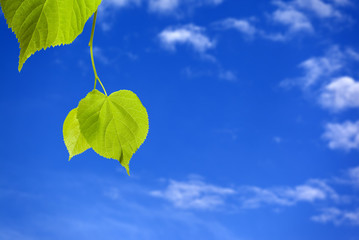 Spring tilia leafs and blue sky