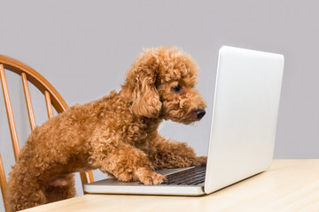 Smart brown poodle dog typing and reading laptop computer