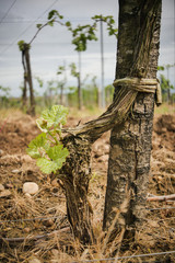 Vine Leaf in spring-Vineyard south west of France, Bordeaux Vine