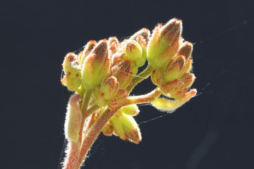 PFLANZEN_1619_Dickblattgewaechs_kalanchoe_tomentosa