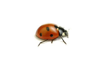 Ladybug