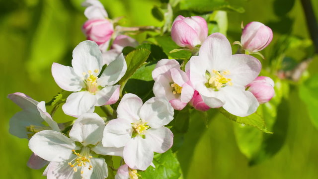 Apple beautiful blossoms