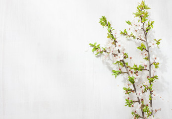 Blooming (flowering) tree branches on white painted wood. Blossom - background layout with free text space.