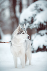 siberian husky