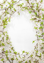 Blooming (flowering) tree branches as round frame on white painted wood captured from above. Spring blossom - background layout with free text space.