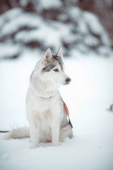 siberian husky