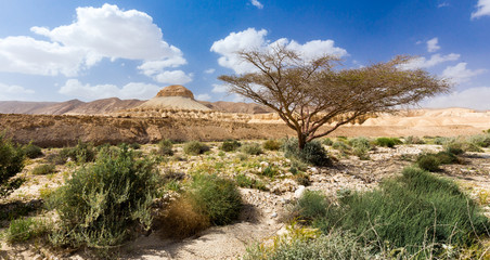 Tree and mountain in desert.
