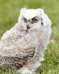 Obraz premium Owl bird of prey