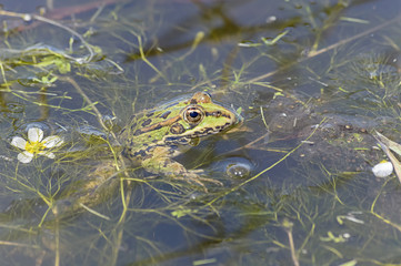 Beautiful green frog is at pond near to white and yellow flower